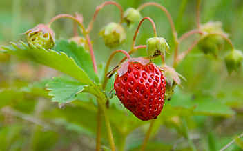 Käfers Gartentipps: Erdbeeren im Spätsommer pflanzen bringt reiche Ernte - (c) Foto: Mauritius Images Käfers Gartentipps: Erdbeeren im Spätsommer pflanzen bringt reiche Ernte