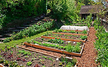 Käfers Gartentipps: So bleibt das Gemüsebeet schädlingsfrei und gesund - (c) Foto: Simone Andress Käfers Gartentipps: So bleibt das Gemüsebeet schädlingsfrei und gesund