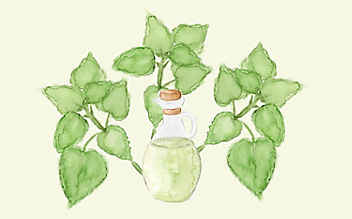 Grüne Kosmetik zum Selbermachen: Zitronenmelisse-Körperspray - (c) Illustration: Anna Schober Grüne Kosmetik zum Selbermachen: Zitronenmelisse-Körperspray