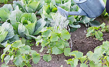 Käfers Gartentipps: Ist Regenwasser zum Gießen besser als Leitungswasser? - (c) Foto: Thinkstock Käfers Gartentipps: Ist Regenwasser zum Gießen besser als Leitungswasser?