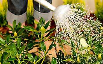 Käfers Gartentipps: So schützen Sie Ihren Garten vor der Sommerhitze - (c) Thinkstock Käfers Gartentipps: So schützen Sie Ihren Garten vor der Sommerhitze