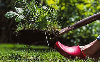 Käfers Gartentipps: Häufige Gartenirrtümer - (c) Foto: Mauritius Images Käfers Gartentipps: Häufige Gartenirrtümer