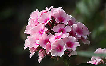 Phlox: Farbenpracht im Beet - (c) Mauritius Images Phlox: Farbenpracht im Beet