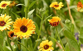 Ringelblume: orangefarbene Blüten mit Heil- und Abwehrkraft - (c) Mauritius Images Ringelblume: orangefarbene Blüten mit Heil- und Abwehrkraft