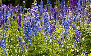 Gartenrittersporn: Wie man die blauen Blüten zweimal zum Leben erweckt - (c) Mauritius Images Gartenrittersporn: Wie man die blauen Blüten zweimal zum Leben erweckt