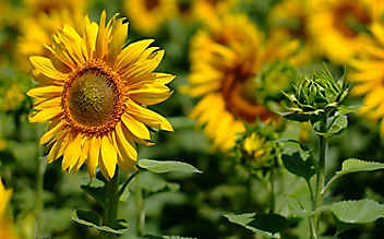 Warum die Sonnenblume ein kleines Wunderwerk der Natur ist - (c) Mauritius Images Warum die Sonnenblume ein kleines Wunderwerk der Natur ist