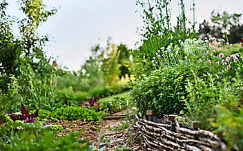 Die beste Erde für Küchenkräuter - (c) Foto: Philip Platzer Die beste Erde für Küchenkräuter