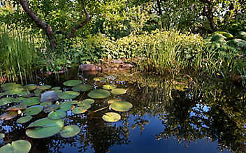 Die richtige Erde für den Gartenteich - (c) Foto: Philip Platzer Die richtige Erde für den Gartenteich