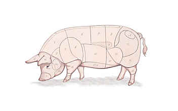 Kleine Fleischkunde: Was ist was beim Schwein? - (c) Illustration: Julia Lammers Kleine Fleischkunde: Was ist was beim Schwein?
