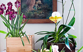 Käfers Gartentipps: Das Einmaleins der Orchideen-Pflege - (c) Foto: Katharina Gossow Käfers Gartentipps: Das Einmaleins der Orchideen-Pflege