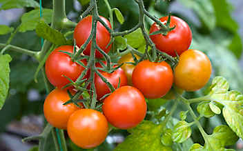 Käfers Gartentipps: Tomaten richtig pflegen - (c) Foto: Mauritius Images Käfers Gartentipps: Tomaten richtig pflegen
