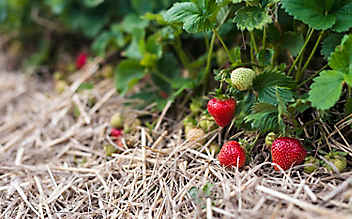 Was im Nutzgarten im Juni zu tun ist - (c) Foto: Mauritius Images Was im Nutzgarten im Juni zu tun ist