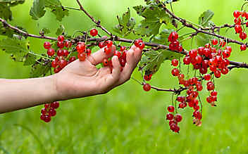 Was im Nutzgarten im Juli zu tun ist - (c) Foto: Thinkstock Was im Nutzgarten im Juli zu tun ist