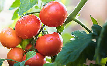 Was im August im Nutzgarten zu tun ist - (c) Foto: Thinkstock Photos Was im August im Nutzgarten zu tun ist