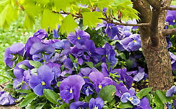 Was im September im Ziergarten zu tun ist - (c) Foto: Mauritius Images Was im September im Ziergarten zu tun ist