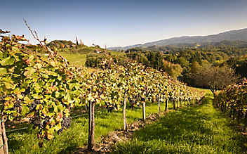 Rebenkunde: rote Trauben - (c) Foto: Thinkstock Rebenkunde: rote Trauben