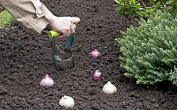 September-Gartentipp Nr. 2: Der Frühling wird eingepflanzt - (c) Foto: Mauritius Images September-Gartentipp Nr. 2: Der Frühling wird eingepflanzt