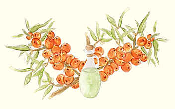 Grüne Kosmetik zum Selbermachen: Sanddorn-Hautlotion - (c) Illustration: Anna Schober Grüne Kosmetik zum Selbermachen: Sanddorn-Hautlotion