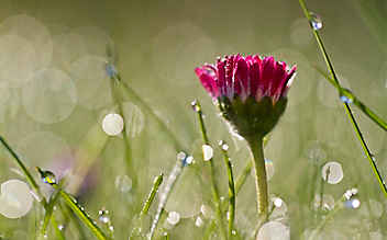 Naturphänomene: Blumige Wetterboten - (c) Foto: Mauritius Images Naturphänomene: Blumige Wetterboten