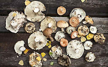 Kleine Pilzkunde für Schwammerlsucher - (c) Foto: Mauritius Images Kleine Pilzkunde für Schwammerlsucher