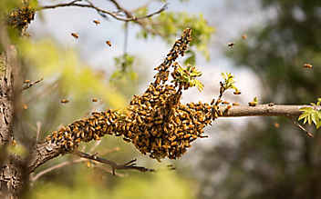 Die Welt der wilden Bienen - (c) Foto: Terra Mater / SNI / SI Networks LLC & taglicht media – Bastian Barenbrock Die Welt der wilden Bienen