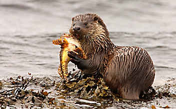 Wildes Cornwall – Frühlingserwachen - (c) Foto: Terra Mater / Ian McCarthy Wildes Cornwall – Frühlingserwachen