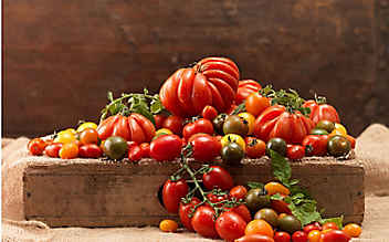 Tipps für eine reiche Tomaten-Ernte - (c) Foto: Eisenhut & Mayer Tipps für eine reiche Tomaten-Ernte