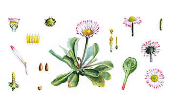 Das Gänseblümchen ist ein milder Heiler - (c) Illustration: Andreas Leitner Das Gänseblümchen ist ein milder Heiler