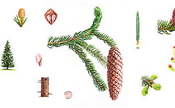 Heilen mit dem Duft der Fichte - (c) Illustration: Andreas Leitner Heilen mit dem Duft der Fichte