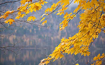 Bauernregeln für den November - (c) Foto: Stefan Pfeiffer Bauernregeln für den November