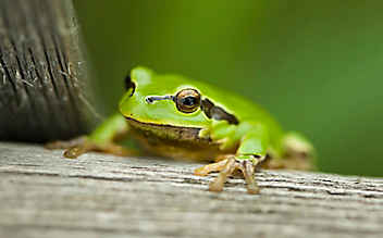 Naturphänomene: Tierische Meteorologen - (c) Foto: Mauritius Images Naturphänomene: Tierische Meteorologen