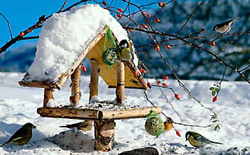 Bastel-Anleitung: So entsteht ein Vogelhaus - (c) Foto: Kerstin Anders Bastel-Anleitung: So entsteht ein Vogelhaus