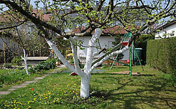 Oktober-Gartentipp Nr. 5: Winterschutz für Bäume - (c) Foto: Mauritius Images Oktober-Gartentipp Nr. 5: Winterschutz für Bäume