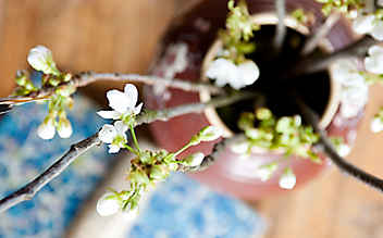 November-Gartentipp Nr. 2: Zweige daheim zum Blühen bringen - (c) Foto: Katharina Gossow November-Gartentipp Nr. 2: Zweige daheim zum Blühen bringen
