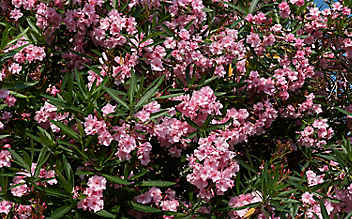 November-Gartentipp Nr. 4: Oleander überwintern - (c) Foto: Thinkstock Photos November-Gartentipp Nr. 4: Oleander überwintern