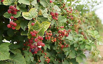 November-Gartentipp Nr. 5: Beerensträucher zurückschneiden - (c) Foto: Thinkstock Photos November-Gartentipp Nr. 5: Beerensträucher zurückschneiden
