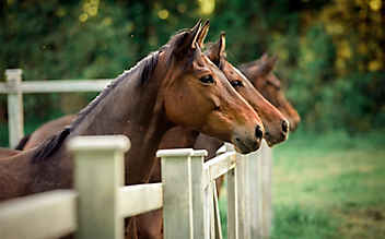 Bilder-Galerie: Trakehner – und was man über sie wissen muss - (c) Foto: SAM-Film Hörmandinger Bilder-Galerie: Trakehner – und was man über sie wissen muss