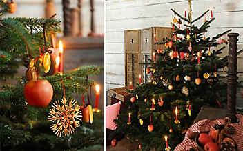 O Tannenbaum, o Tannenbaum ... - (c) Foto: Alexi Pelekanos O Tannenbaum, o Tannenbaum ...