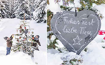 Futter-Christbaum für Tiere - (c) Foto: Peter Podpera Futter-Christbaum für Tiere