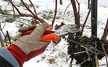 Jänner-Gartentipp Nr. 2: Winterschnitt der Weinreben - (c) Foto: Mauritius Images Jänner-Gartentipp Nr. 2: Winterschnitt der Weinreben