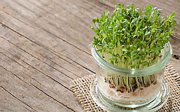Jänner-Gartentipp Nr. 5: Gartenkresse am Fensterbrett - (c) Foto: Thinkstock Jänner-Gartentipp Nr. 5: Gartenkresse am Fensterbrett