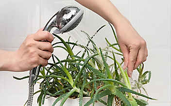 Februar-Tipp Nr. 2: Pflegekur für Zimmerpflanzen - (c) Foto: Thinkstock Februar-Tipp Nr. 2: Pflegekur für Zimmerpflanzen