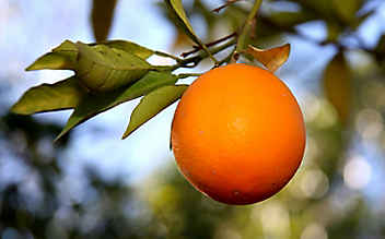 Februar-Gartentipp Nr. 4: Orangenbäumchen selber ziehen - (c) Foto: Thinkstock Februar-Gartentipp Nr. 4: Orangenbäumchen selber ziehen
