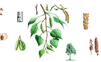 Die Birke: eine vielseitige Heilerin - (c) Illustration: Andreas Leitner Die Birke: eine vielseitige Heilerin