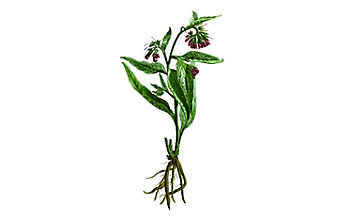 Beinwell lindert Sportverletzungen - (c) Illustration: Andreas Leitner Beinwell lindert Sportverletzungen
