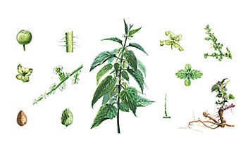 Die Brennnessel: So viel Kraft steckt in der Pflanze - (c) Illustration: Andreas Leitner Die Brennnessel: So viel Kraft steckt in der Pflanze