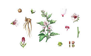 Eibisch lindert Husten - (c) Illustration: Andreas Leitner Eibisch lindert Husten