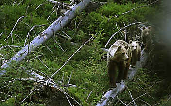 Wundern & wissen: 7 Fakten über Braunbären - (c) Foto: Terra Mater / Aroll Film / Karol Kalisky Wundern & wissen: 7 Fakten über Braunbären