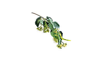 Lindenblüten beruhigen den Geist und wirken gegen Fieber - (c) Illustration: Andreas Leitner Lindenblüten beruhigen den Geist und wirken gegen Fieber