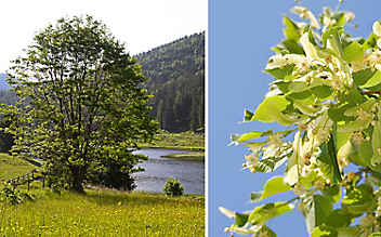 Lindenblüten beruhigen den Geist und wirken gegen Fieber - (c) Foto: Peter Podpera, Mauritius Images Lindenblüten beruhigen den Geist und wirken gegen Fieber